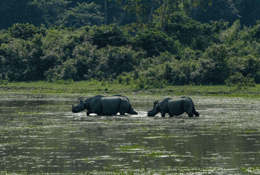 Kaziranga National Park