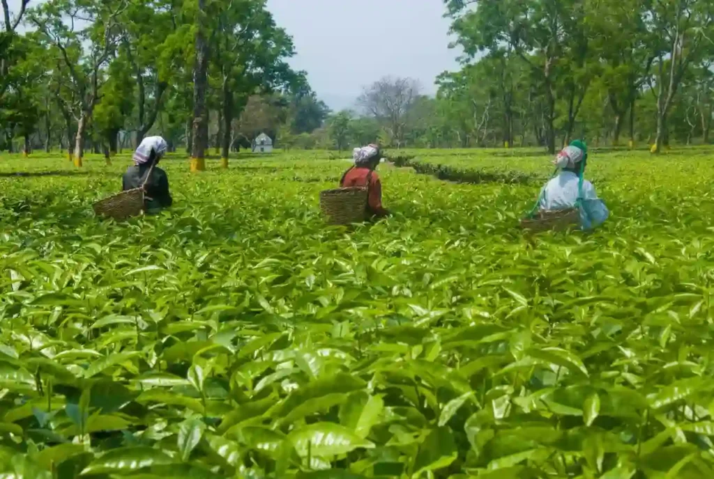 Corramore Tea Garden