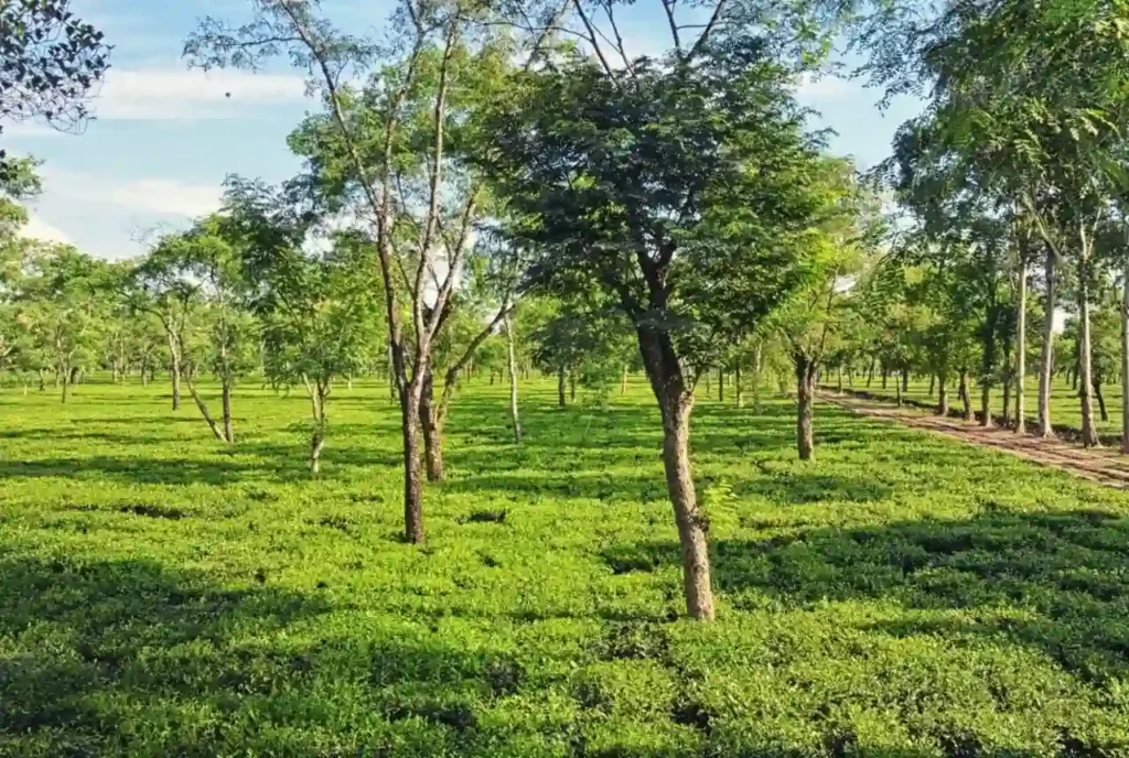 Ghograjan Tea Estate