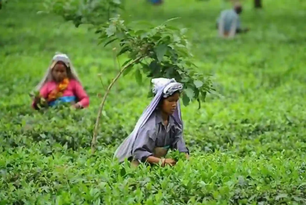 Halmari Tea Estate