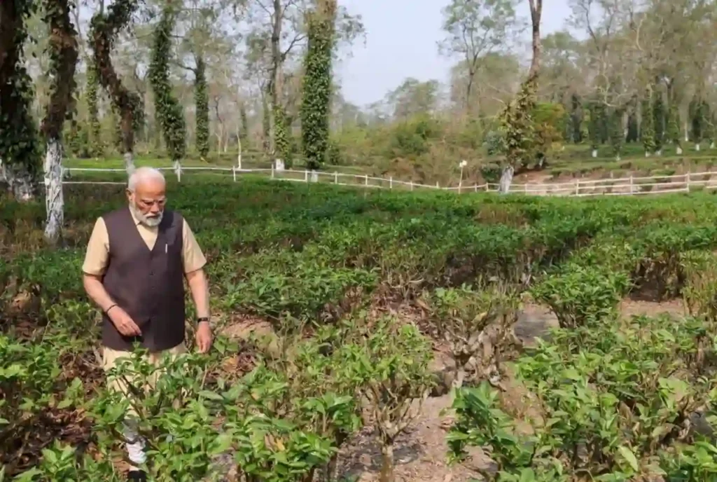 Hathikuli Tea Estate