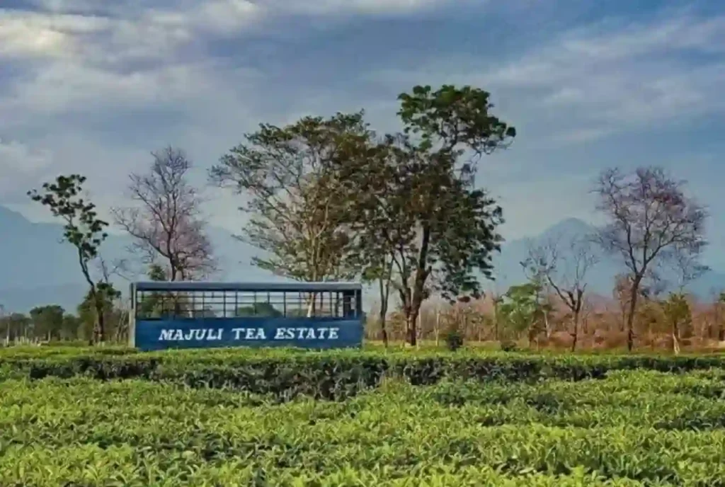 Majuli Tea Estate