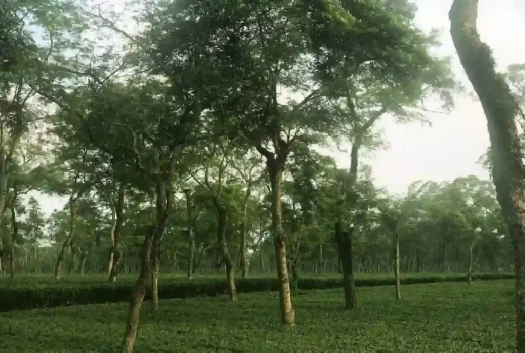 Mangalam Tea Garden