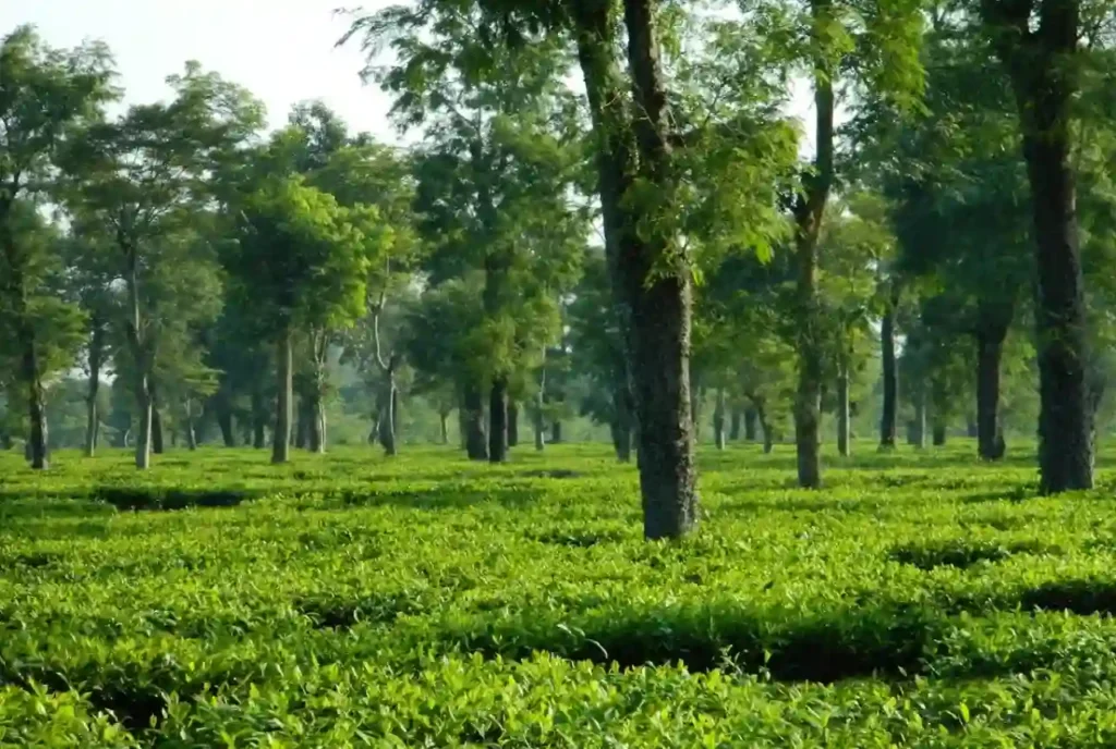 Monabarie Tea Estate