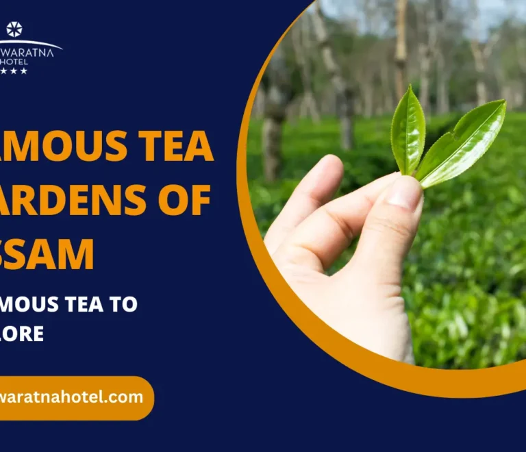 7 Beautiful and Famous Tea Gardens of Assam You Need to Explore Now