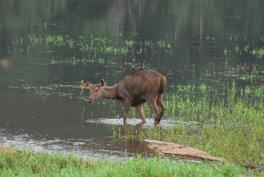 Manas National Park