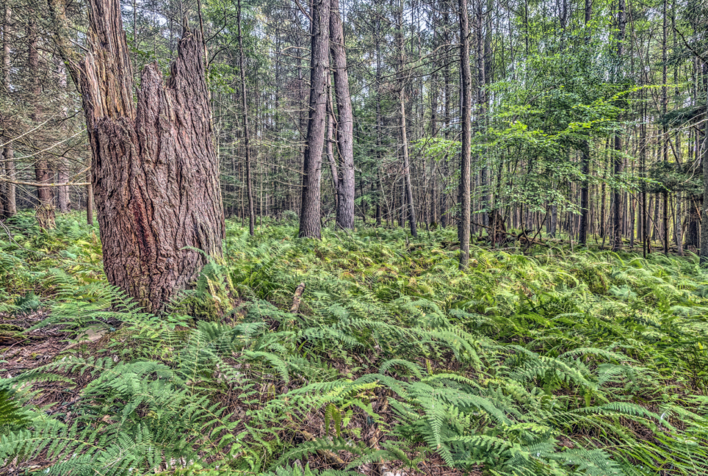 Amchang Wildlife Sanctuary