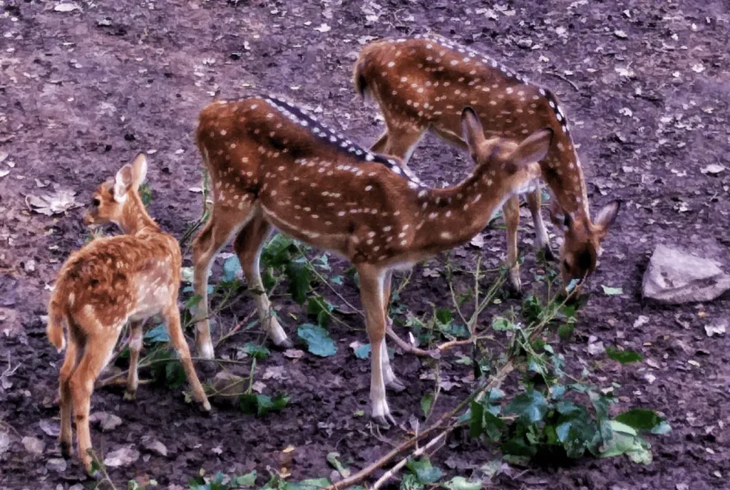 Assam State Zoo